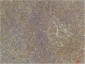 CXCR4 Polyclonal Antibody